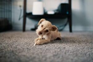 pet stain carpet removal